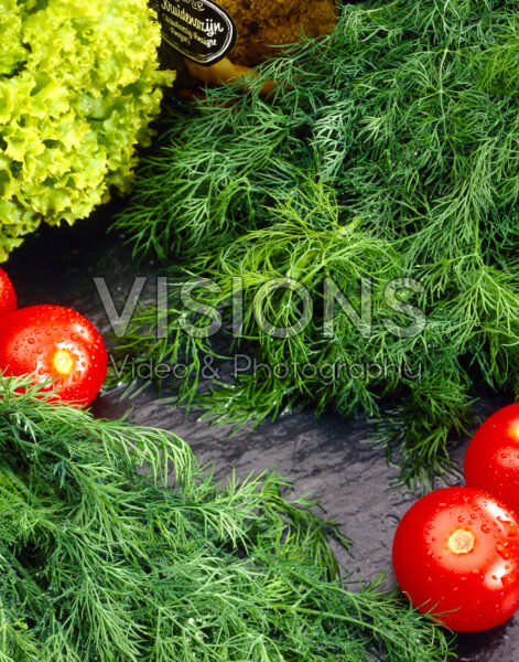 Anethum graveolens