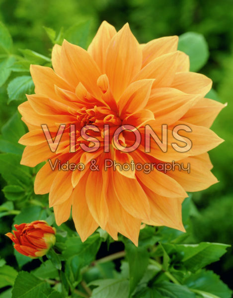 Dahlia Babylon Brons Dahlia Babylon Brons