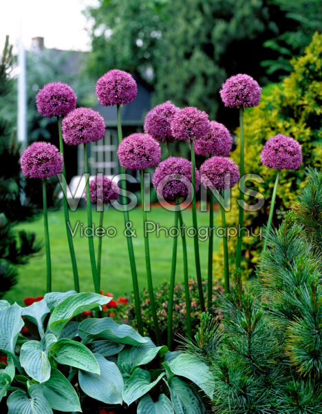 Allium aflatunense Gladiator