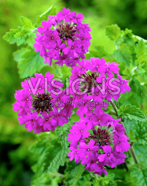 Verbena Homestead Purple Verbena Homestead Purple