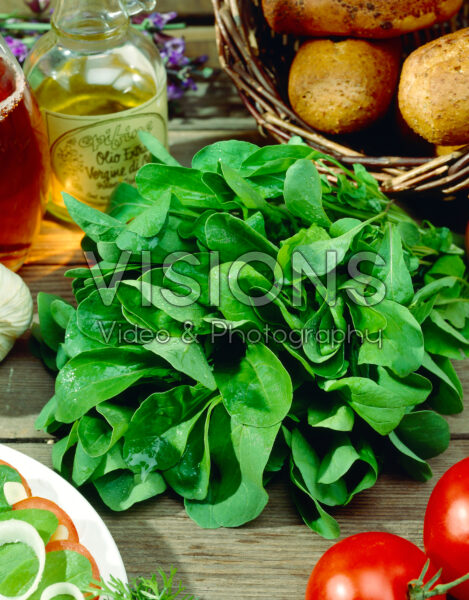 Eruca vesicaria ssp. sativa Renate Eruca vesicaria ssp. sativa Renate