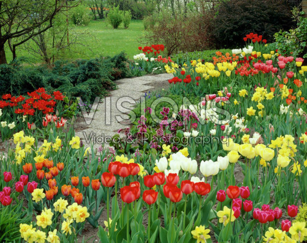 Tulipa, Narcissus, Bergenia Tulipa, Narcissus, Bergenia