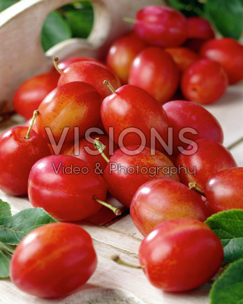 Prunus domestica Victoria Prunus domestica Victoria