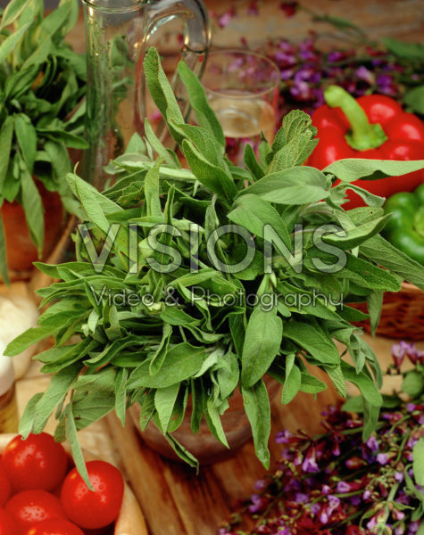 Salvia officinalis Salvia officinalis
