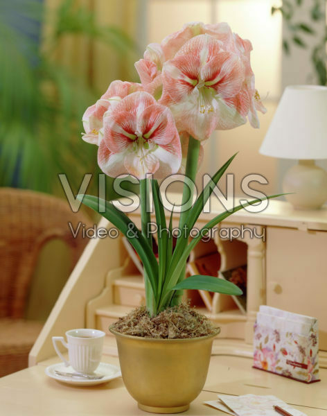 Hippeastrum Vivaldi Hippeastrum Vivaldi