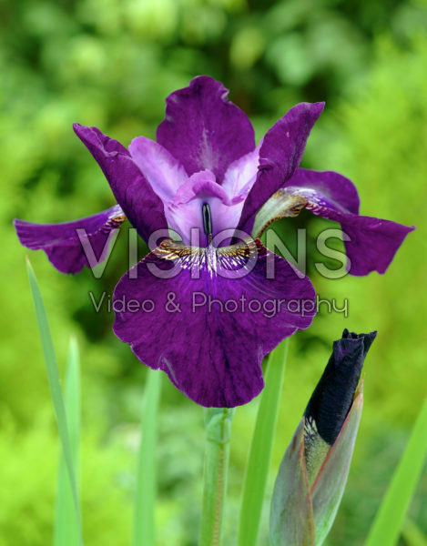 Iris sibirica Hubbard Iris sibirica Hubbard