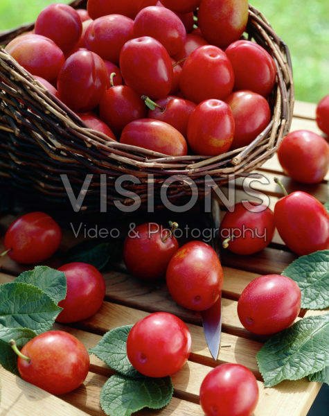 Prunus domestica Victoria Prunus domestica Victoria