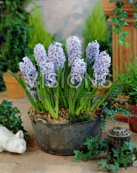 Hyacinthus Koh-I-Noor Hyacinthus Koh-I-Noor