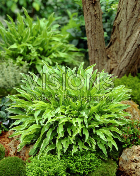 Hosta Vera Verde