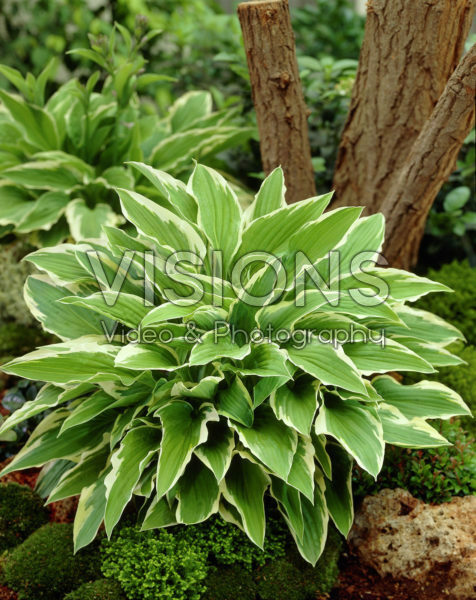 Hosta Spinners Hosta Spinners