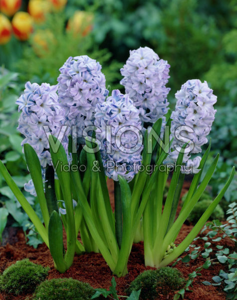 Hyacinthus Koh-I-Noor Hyacinthus Koh-I-Noor