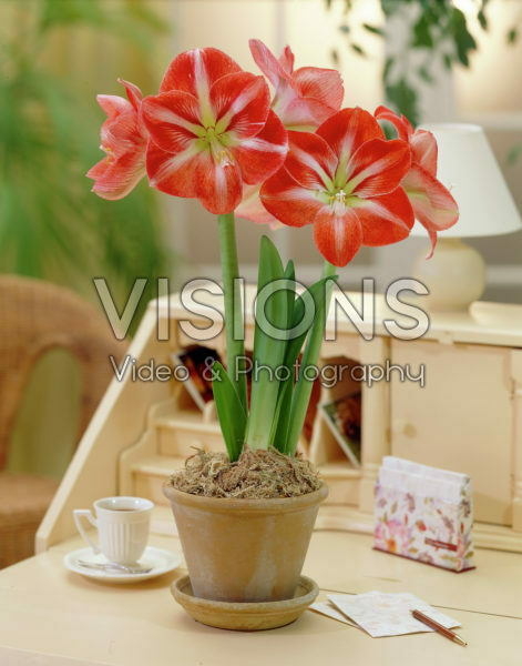Hippeastrum Hermitage Hippeastrum Hermitage