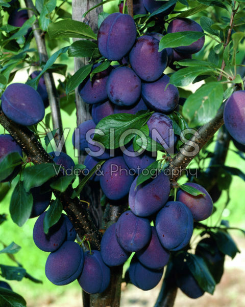 Prunus domestica Valour Prunus domestica Valour