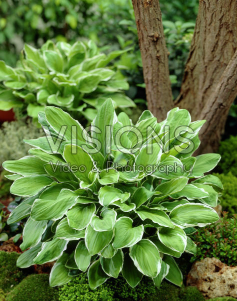 Hosta decorata Hosta decorata