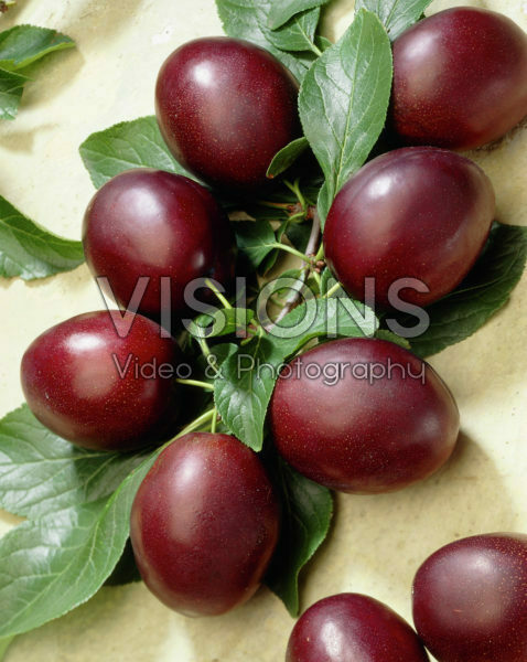Prunus domestica Valour