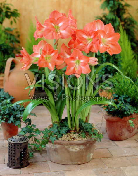 Hippeastrum Charmeur Hippeastrum Charmeur