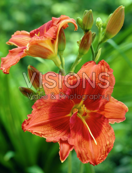 Hemerocallis Labootle