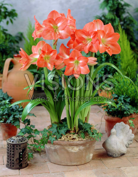 Hippeastrum Charmeur Hippeastrum Charmeur