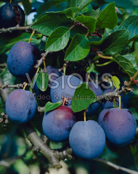 Prunus domestica Bleue de Belgique Prunus domestica Bleue de Belgique