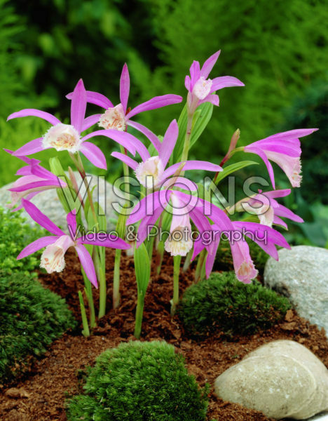 Pleione bulbocodioides Pleione bulbocodioides
