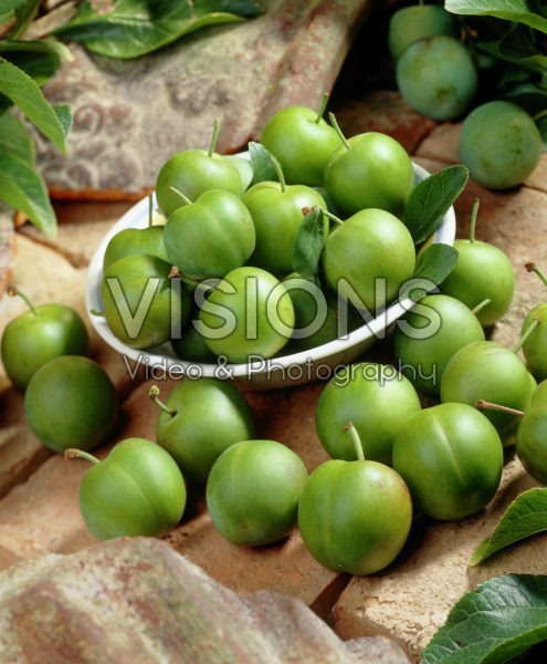 Prunus domestica Reine Claude Verte Prunus domestica Reine Claude Verte