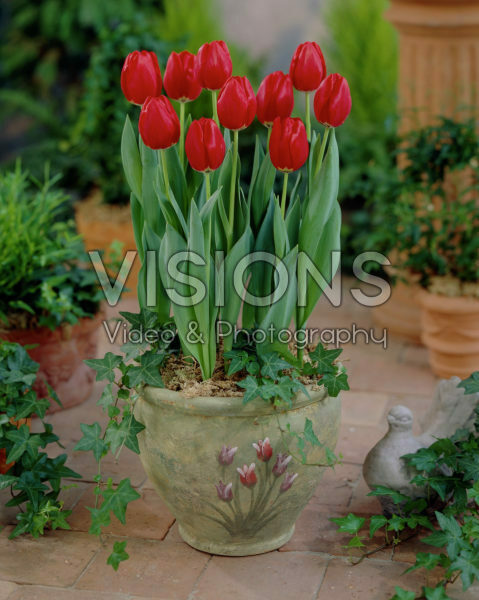 Tulipa Prominence Tulipa Prominence