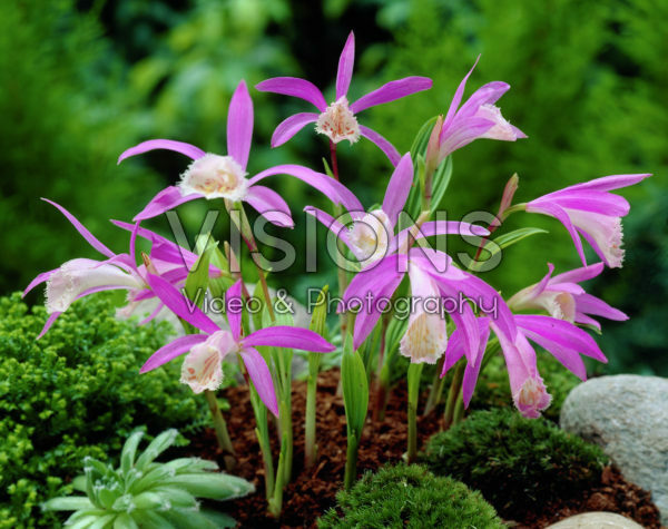 Pleione bulbocodioides Pleione bulbocodioides