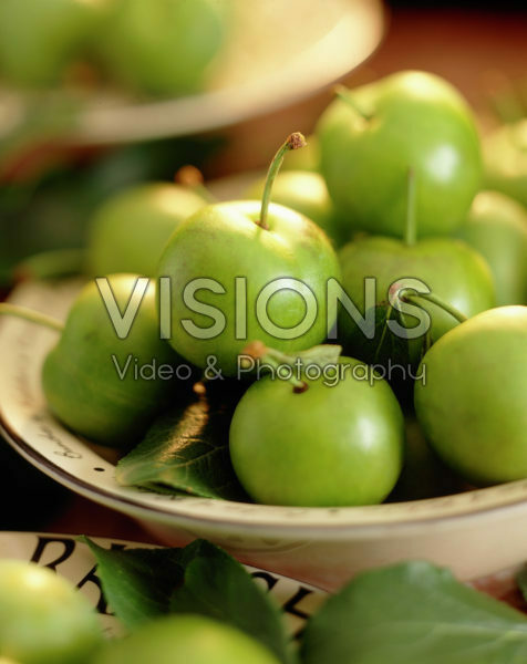 Prunus domestica Reine Claude Verte