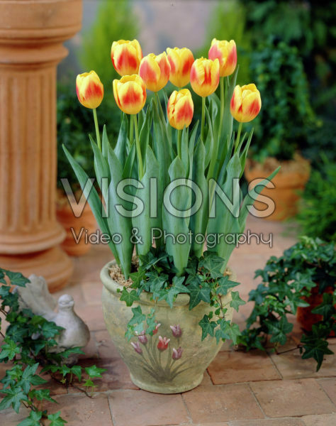 Tulipa Brigitta Tulipa Brigitta