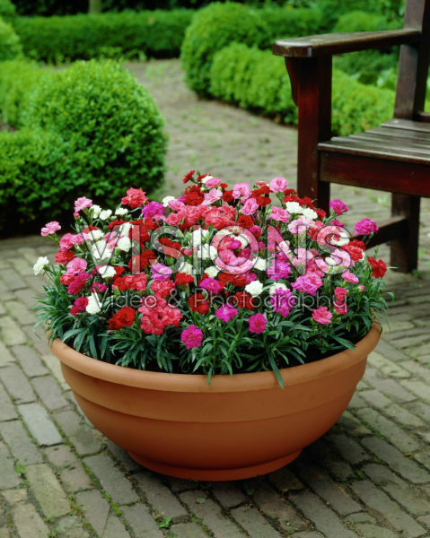 Dianthus Sunflor Dianthus Sunflor