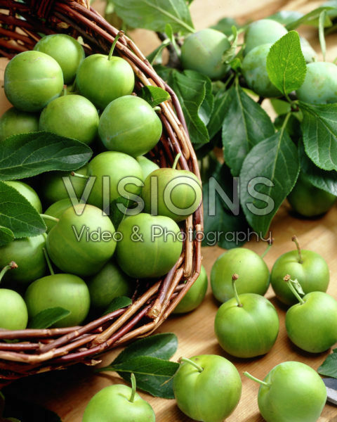 Prunus domestica Reine Claude Verte Prunus domestica Reine Claude Verte
