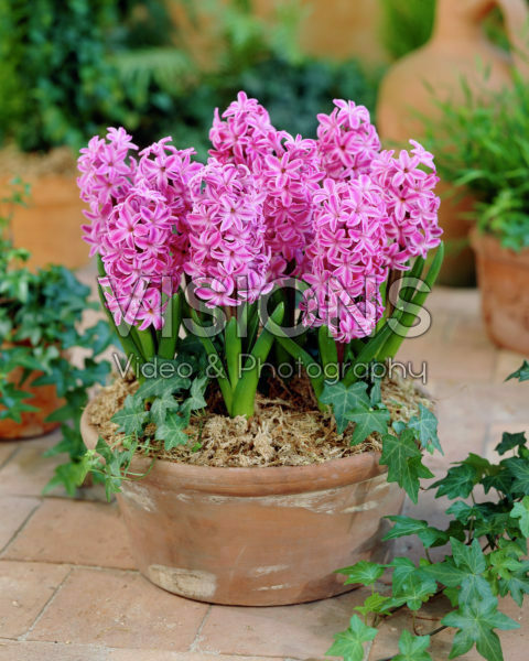 Hyacinthus Mulberry Rose