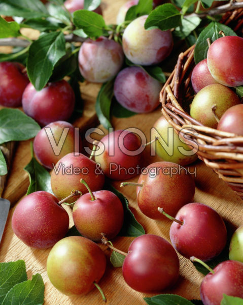 Prunus domestica Reine Claude d'Althan Prunus domestica Reine Claude d'Althan