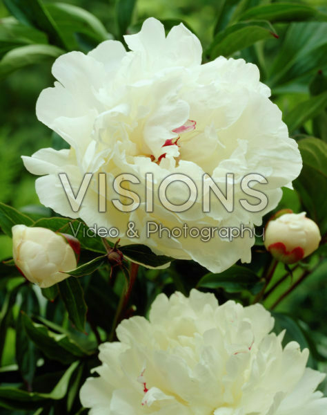 Paeonia Festiva Maxima