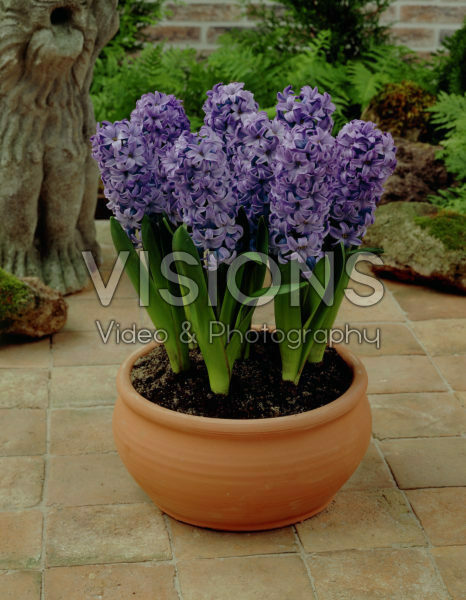 Hyacinthus Delft Blue Hyacinthus Delft Blue