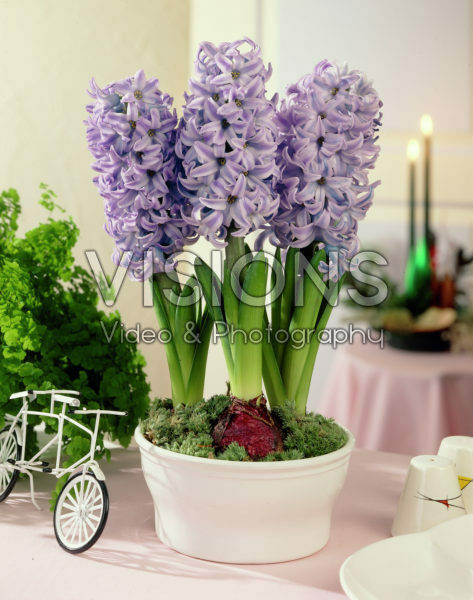 Hyacinthus Sky Jacket Hyacinthus Sky Jacket