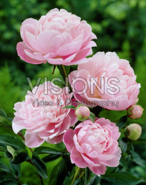 Paeonia Mrs Franklin D. Roosevelt Paeonia Mrs Franklin D. Roosevelt