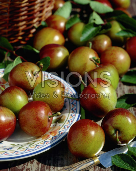 Prunus domestica Reine Claude d'Althan Prunus domestica Reine Claude d'Althan