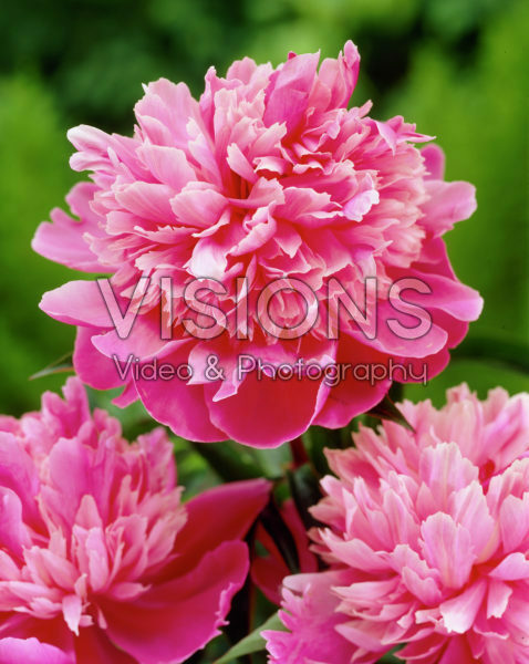 Paeonia Rose d'Amour Paeonia Rose d'Amour