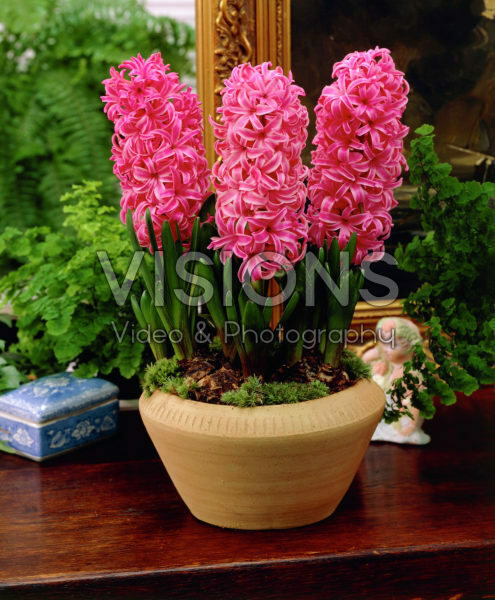 Hyacinthus Pink Pearl Hyacinthus Pink Pearl