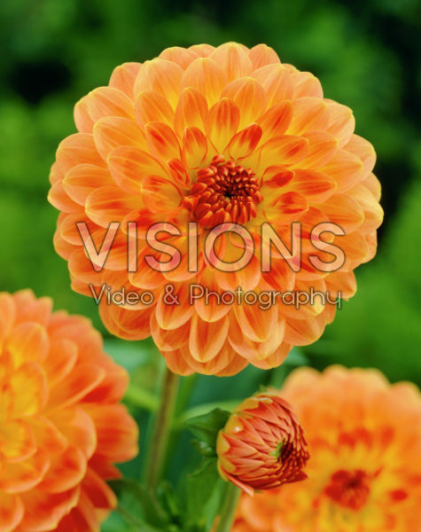 Dahlia orange Dahlia orange