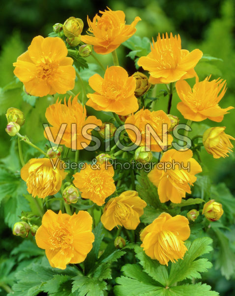 Trollius Commander in Chief
