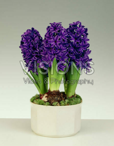 Hyacinthus Marie Hyacinthus Marie