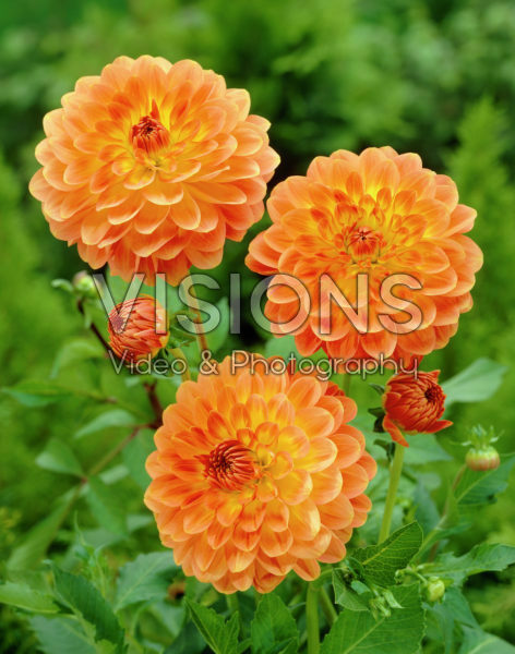 Dahlia orange Dahlia orange