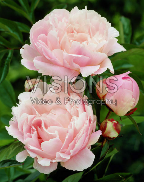 Paeonia Prinses Irene Paeonia Prinses Irene