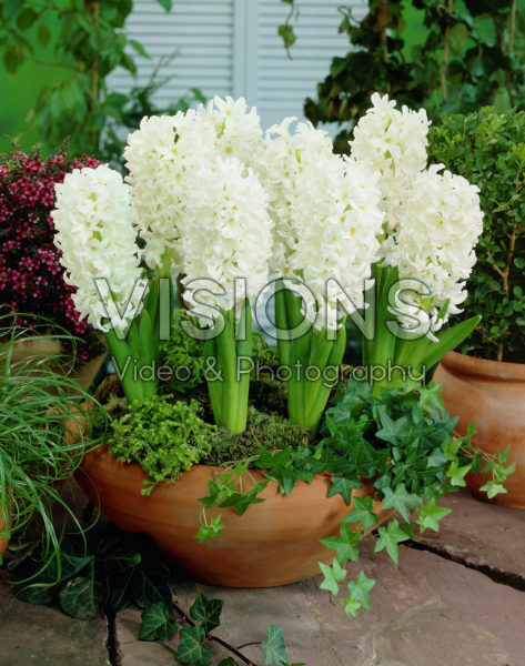 Hyacinthus Polar Giant Hyacinthus Polar Giant