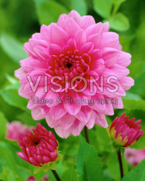 Dahlia Rosella Dahlia Rosella