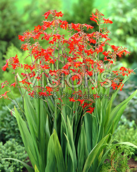 Crocosmia Emberglow Crocosmia Emberglow