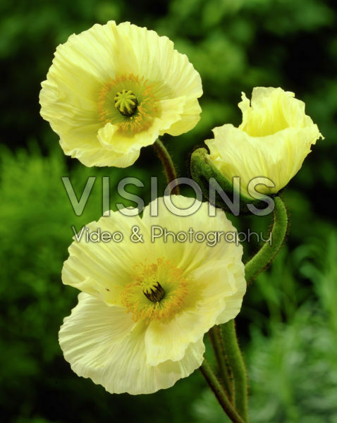 Meconopsis cambrica Meconopsis cambrica