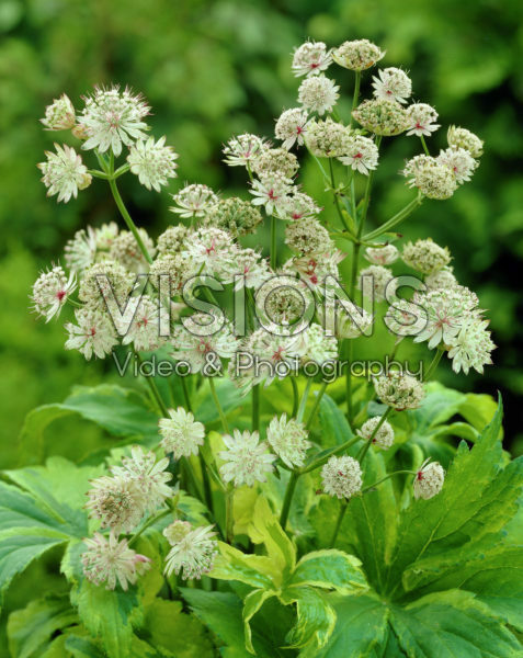 Astrantia major Sunningdale Variegated Astrantia major Sunningdale Variegated